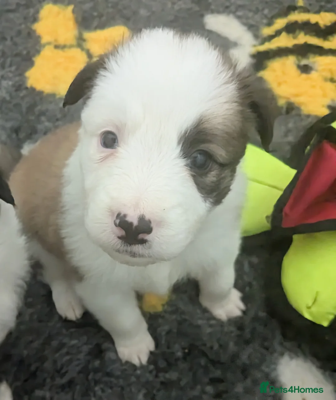 Border Collie dogs for sale: Pedigree Border Collie pups. DNA & health tested.  - Advert 2