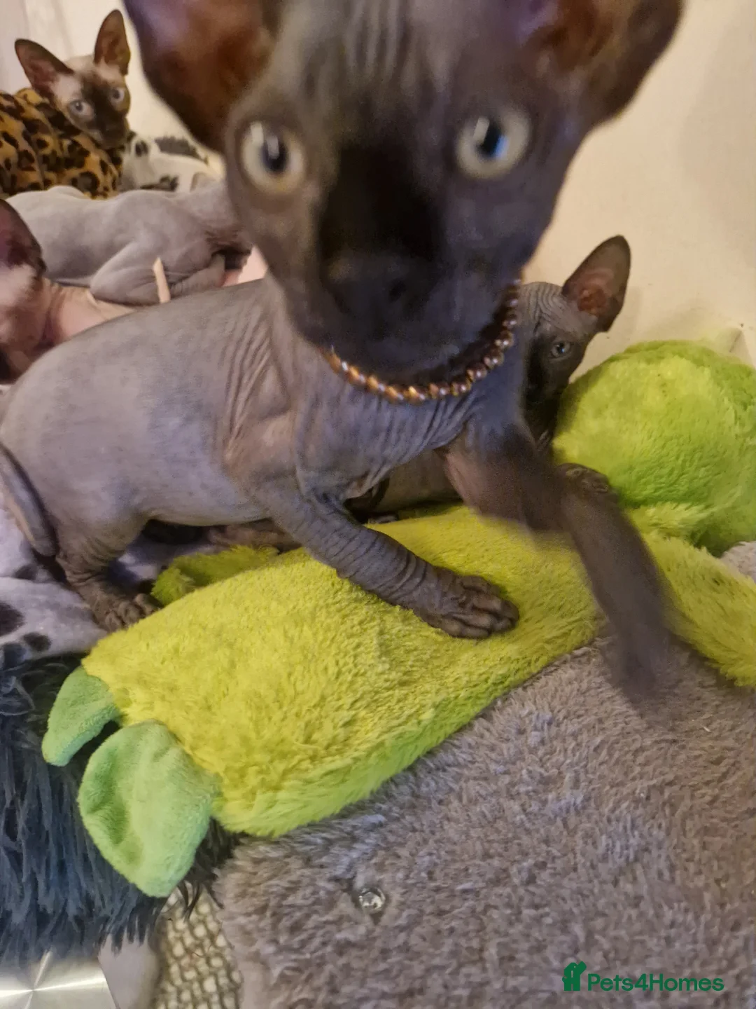 Sphynx cats for sale: Canadian Sphynx kittens - Advert 19