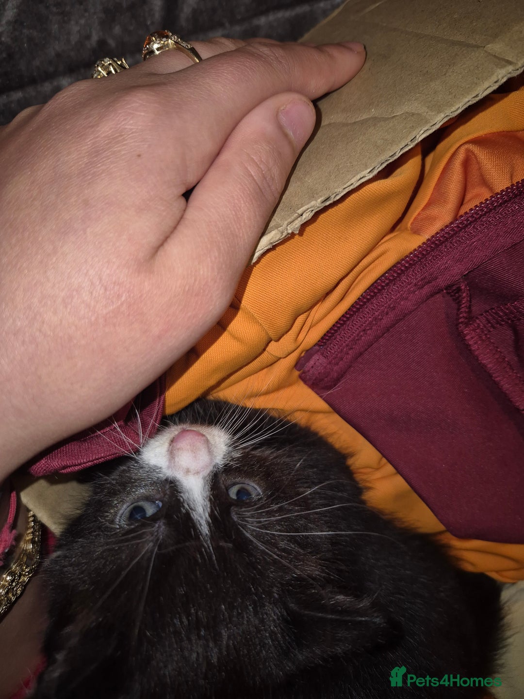 European cats for sale: Very cute and friendly kittens  - Advert 4