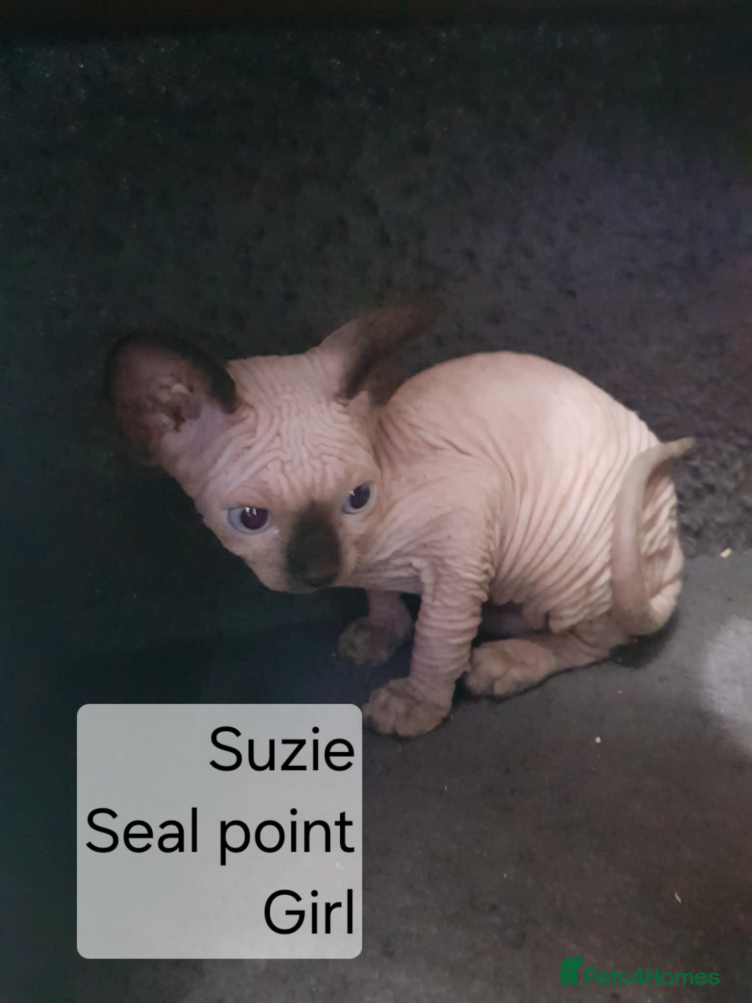 Sphynx cats Quality Tica candian sphynx kittens - Advert 2