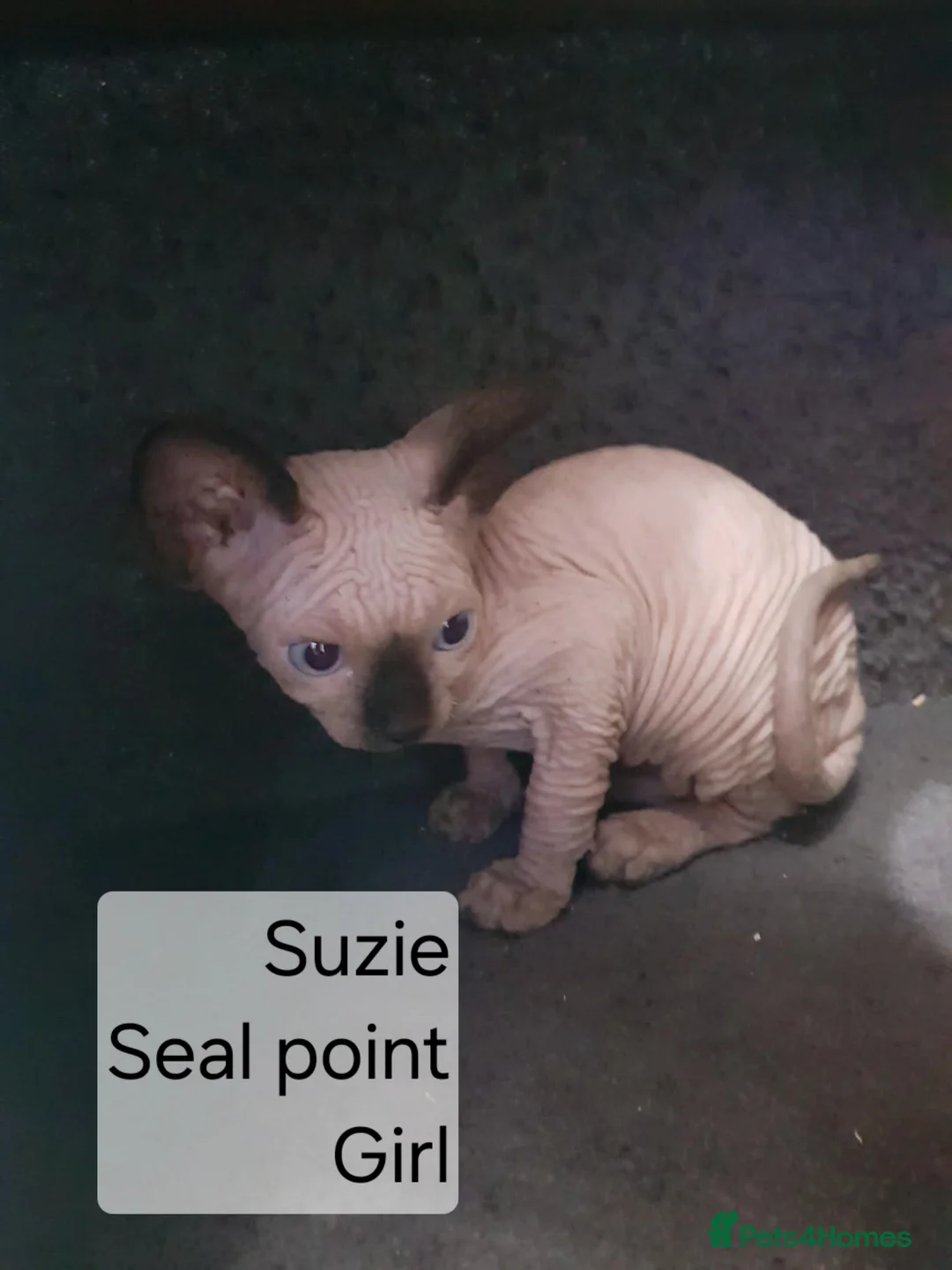 Sphynx cats for sale: Quality Tica candian sphynx kittens - Advert 1