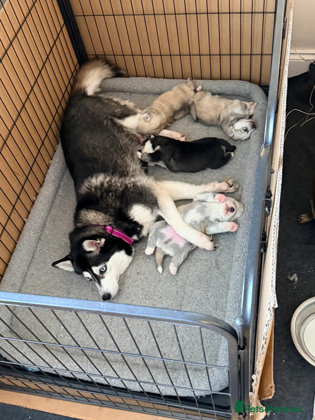 Pomsky dogs for sale: F3 Pomsky puppies  - Advert 9