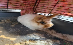 Lionhead rabbits for sale: Lion head rabbit  - Image 1