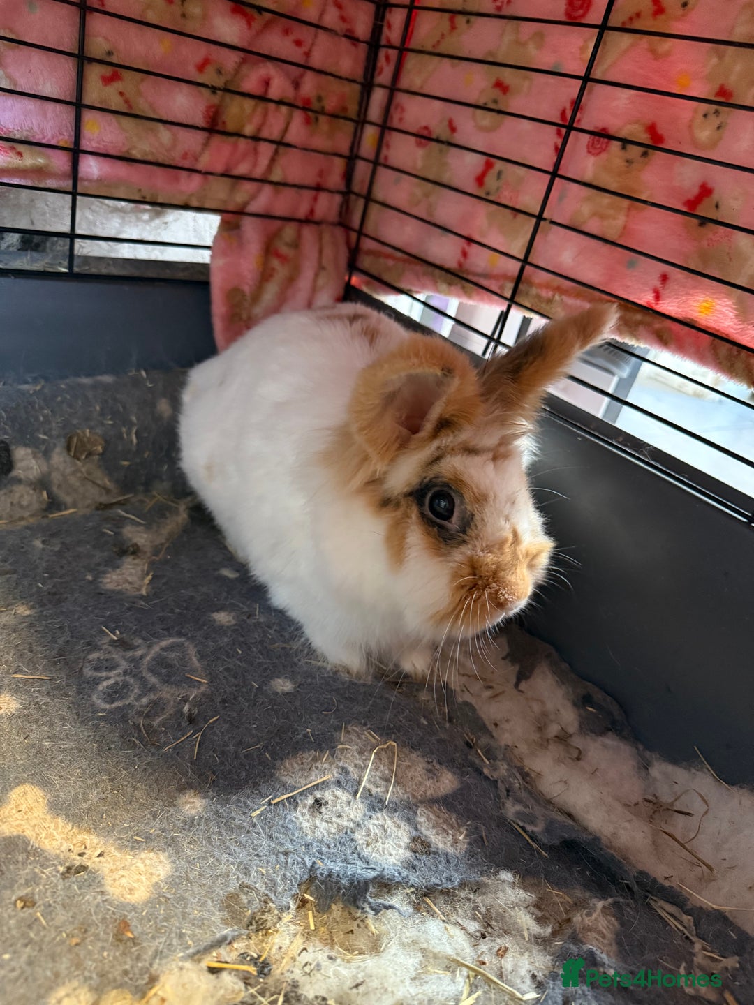 Lionhead rabbits for sale: Lion head rabbit  - Image 1