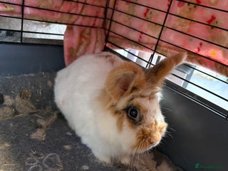 Lionhead rabbits - Advert 27