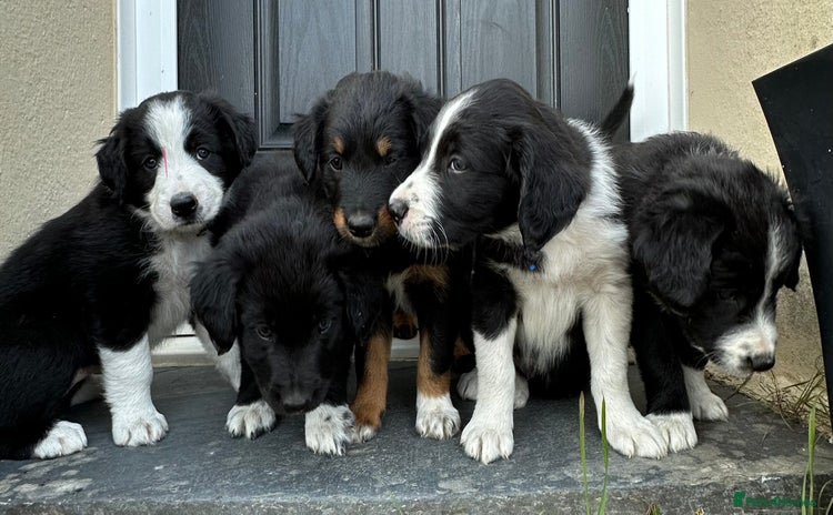 Mixed Breed dogs - Advert 9