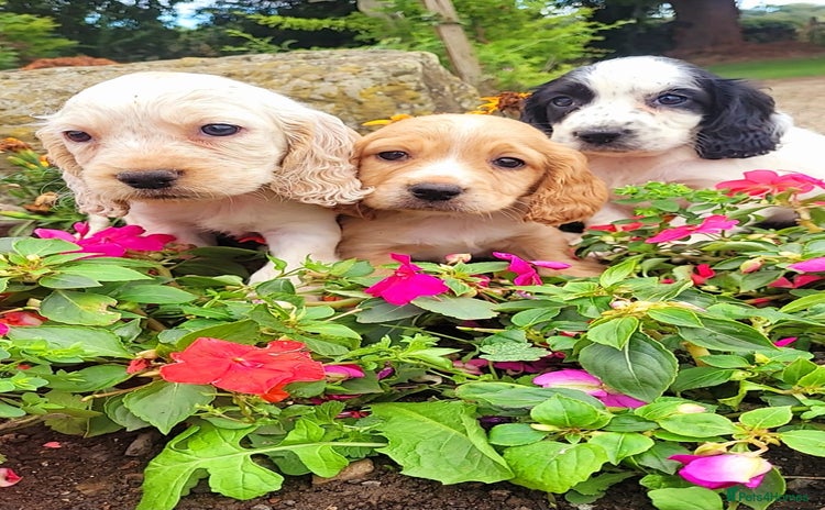 Cocker Spaniel dogs - Advert 12
