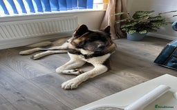 Akita dogs for stud: Purebred American Akita standing at Stud - Image 1