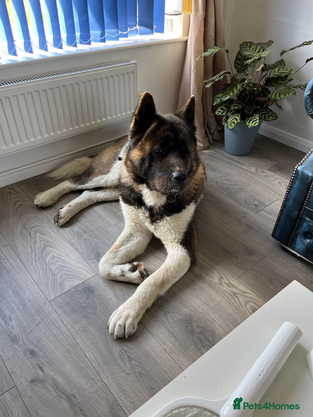Akita dogs for stud: Purebred American Akita standing at Stud - Image 1