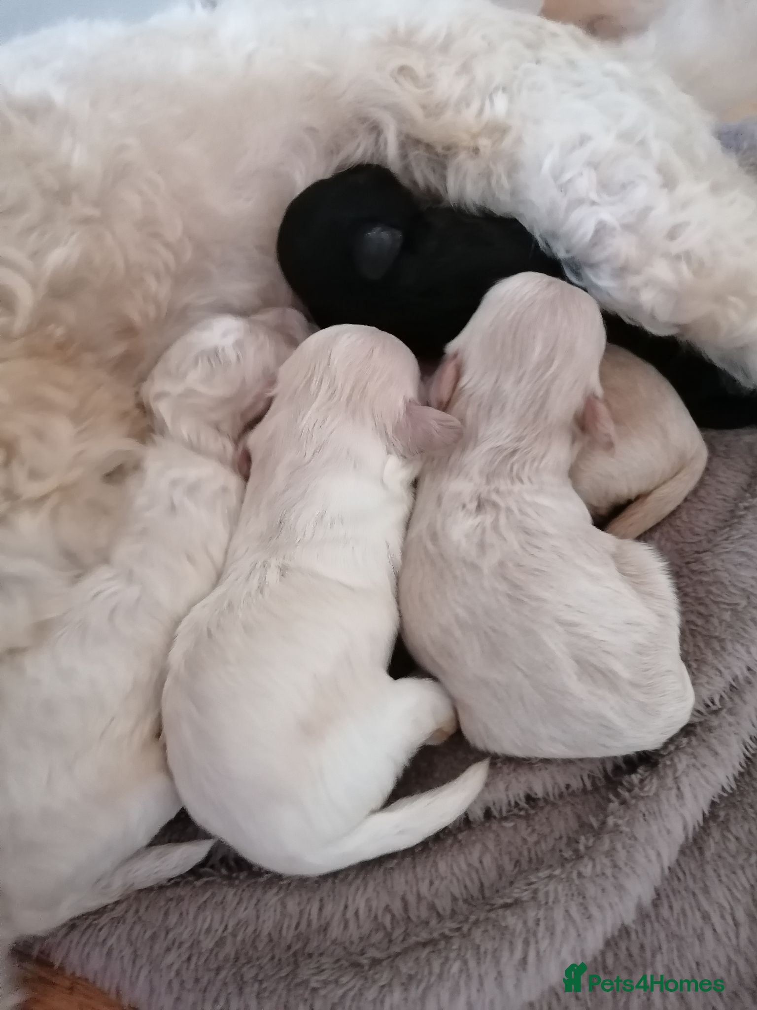 Maltipoo dogs Maltipoo puppies  - Advert 1