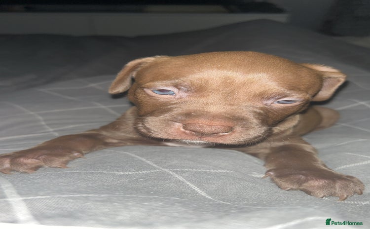 American Bully dogs - Advert 4