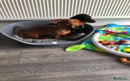 Miniature Dachshund dogs for sale: Miniature Dachshund  - Image 3