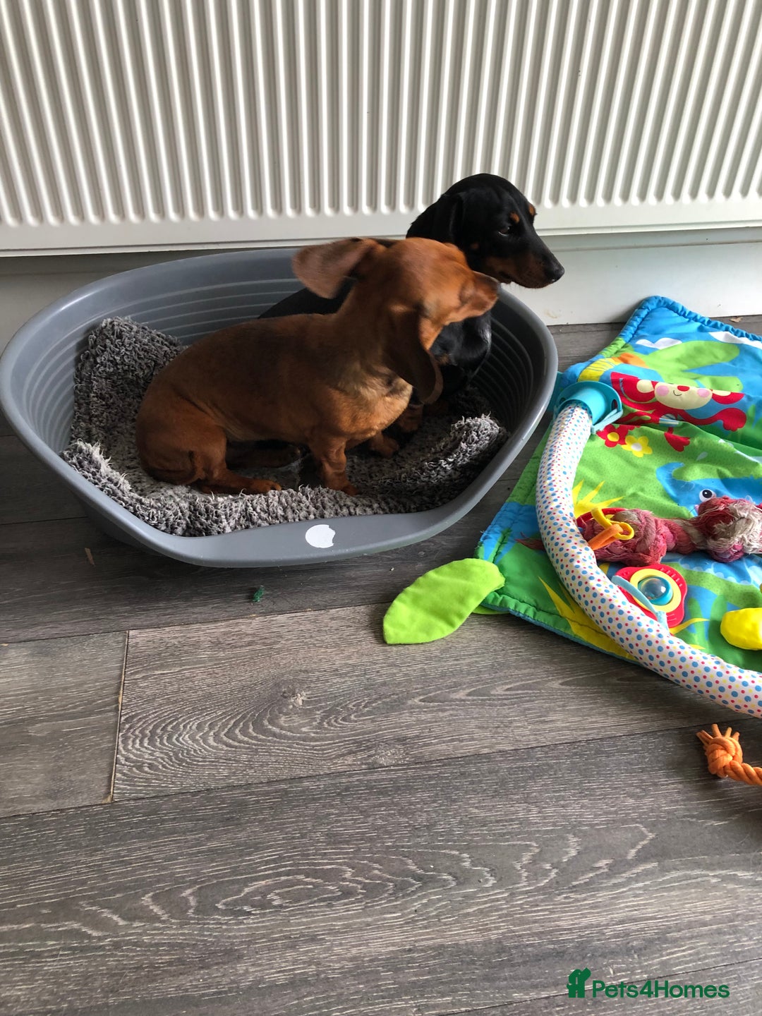 Miniature Dachshund dogs for sale: Miniature Dachshund  - Image 3