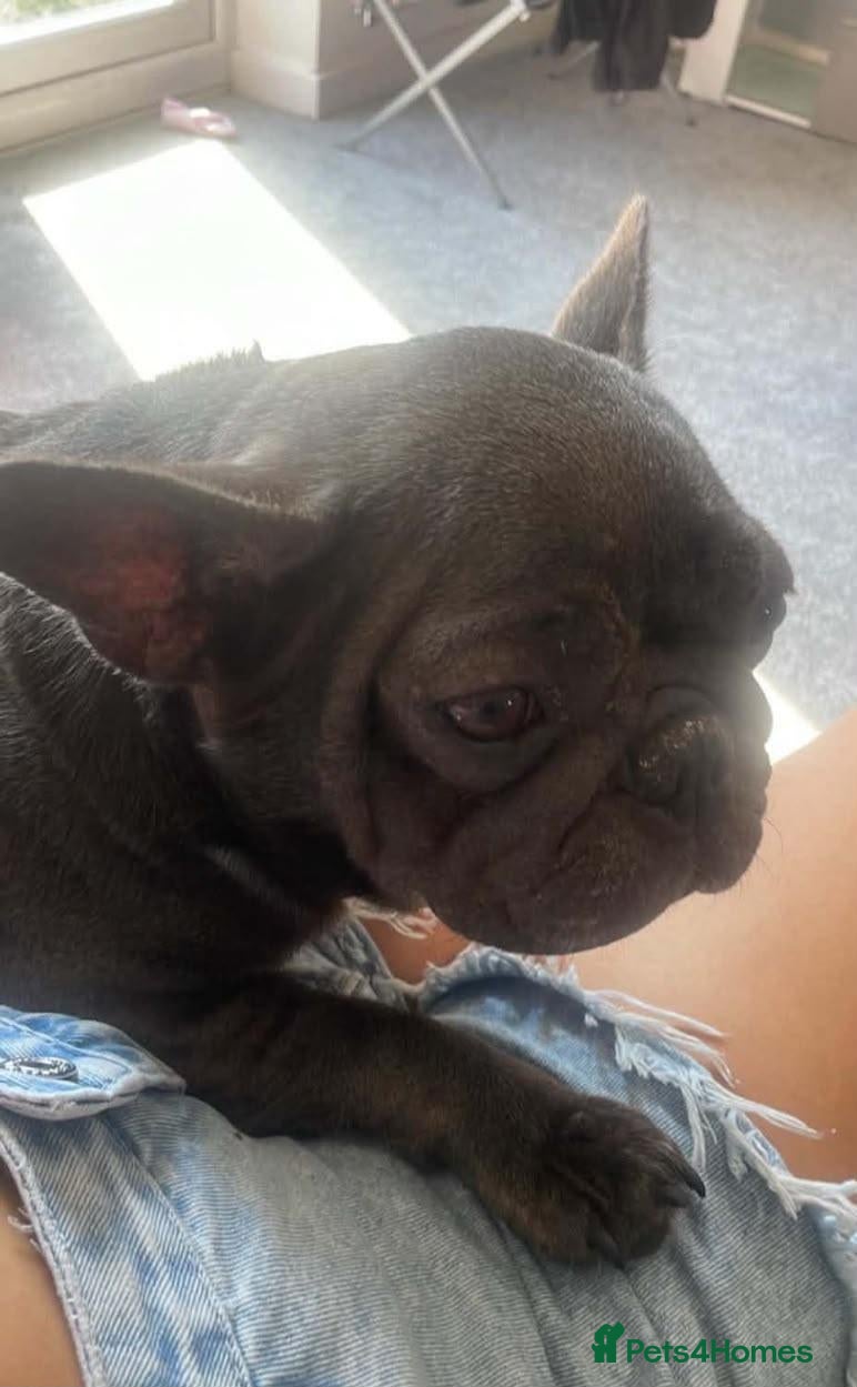 British Longhair cats Beautiful girl Frenchie  - Advert 9