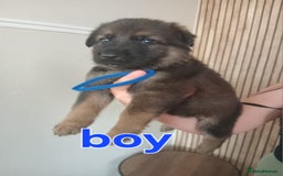 German Shepherd dogs for sale: 💥 chunky German Shepherd's 💥 - Image 6