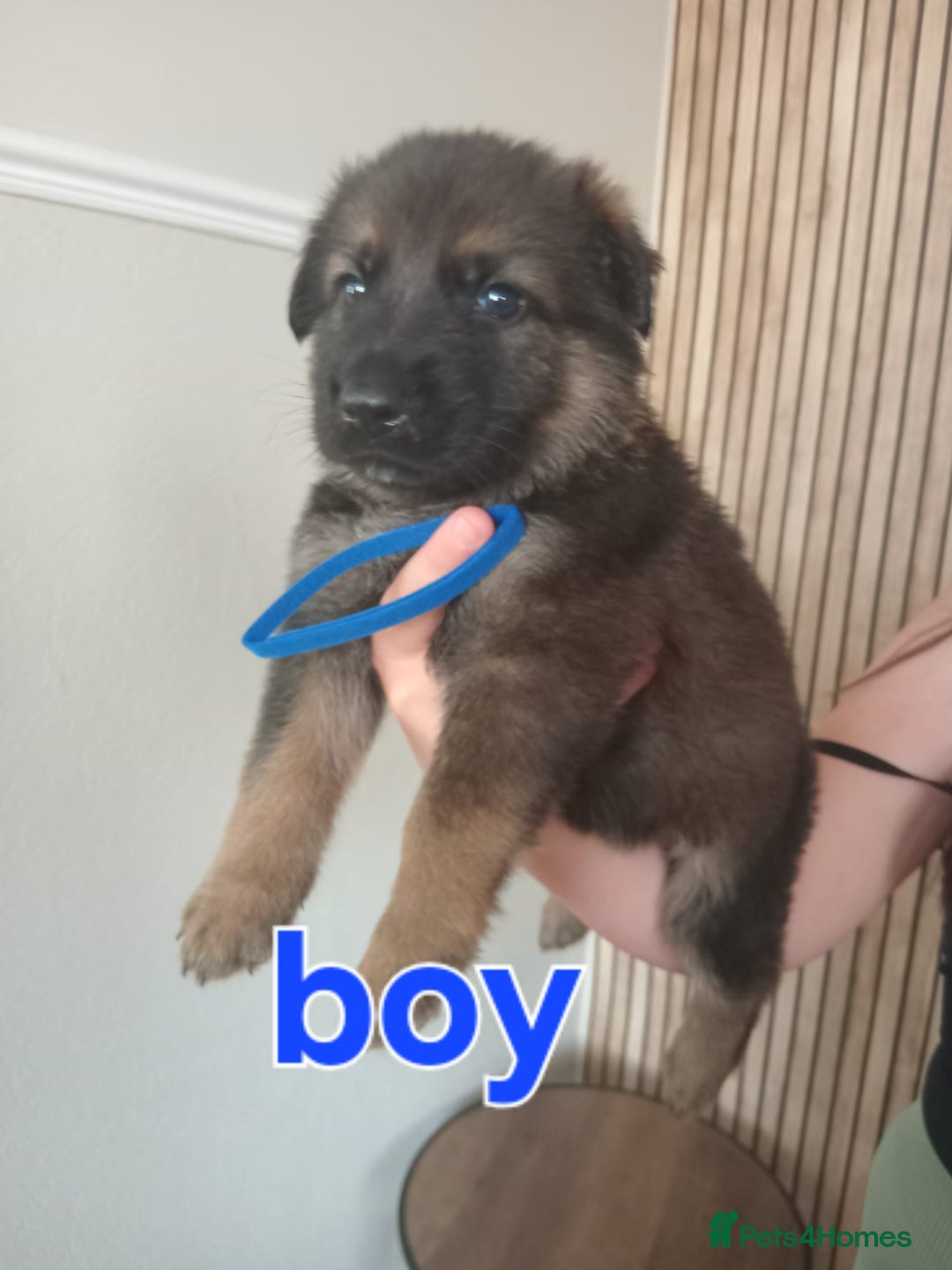 German Shepherd dogs for sale: 💥 chunky German Shepherd's 💥 - Image 6