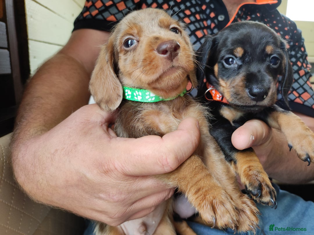 Dachshund dogs for sale: Miniature dachshund puppies - Image 2