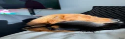 Miniature Dachshund dogs for sale: Flossie (3) and Poppy (11 months)  in Plymouth - Advert 2