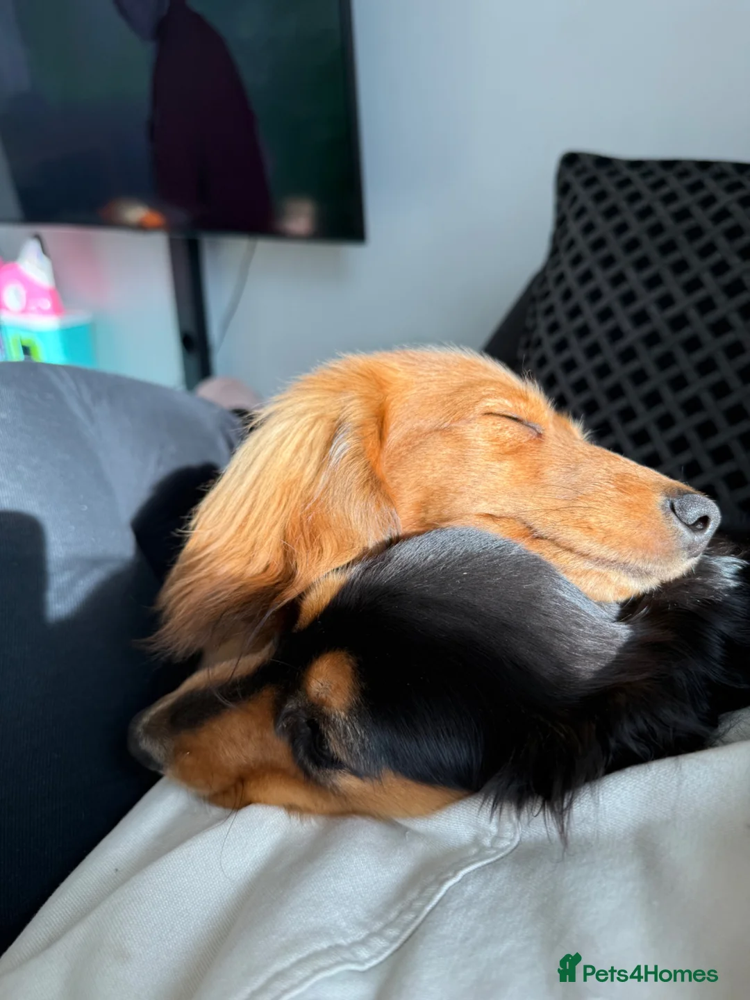 Miniature Dachshund dogs for sale: Flossie (3) and Poppy (11 months)  in Plymouth - Advert 2