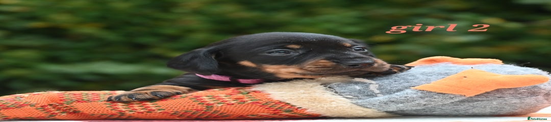 Miniature Dachshund Puppy 2