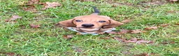 Dachshund dogs for sale: Puppy Dachshund Rehoming Required - Advert 6