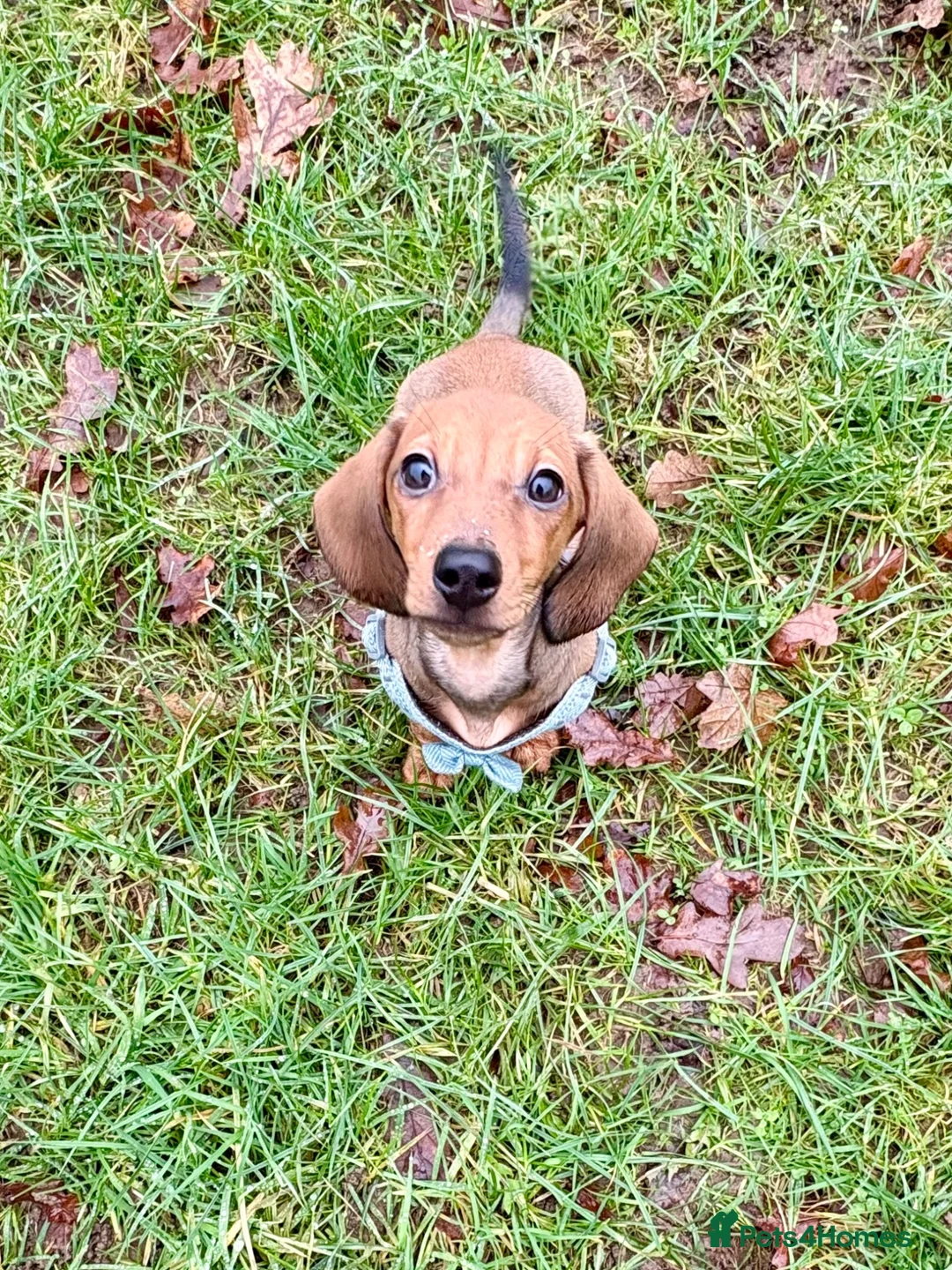 Dachshund dogs for sale: Puppy Dachshund Rehoming Required - Advert 6