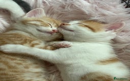 Scottish Fold cats for sale: Scottish fold mix with tabby .  - Image 23