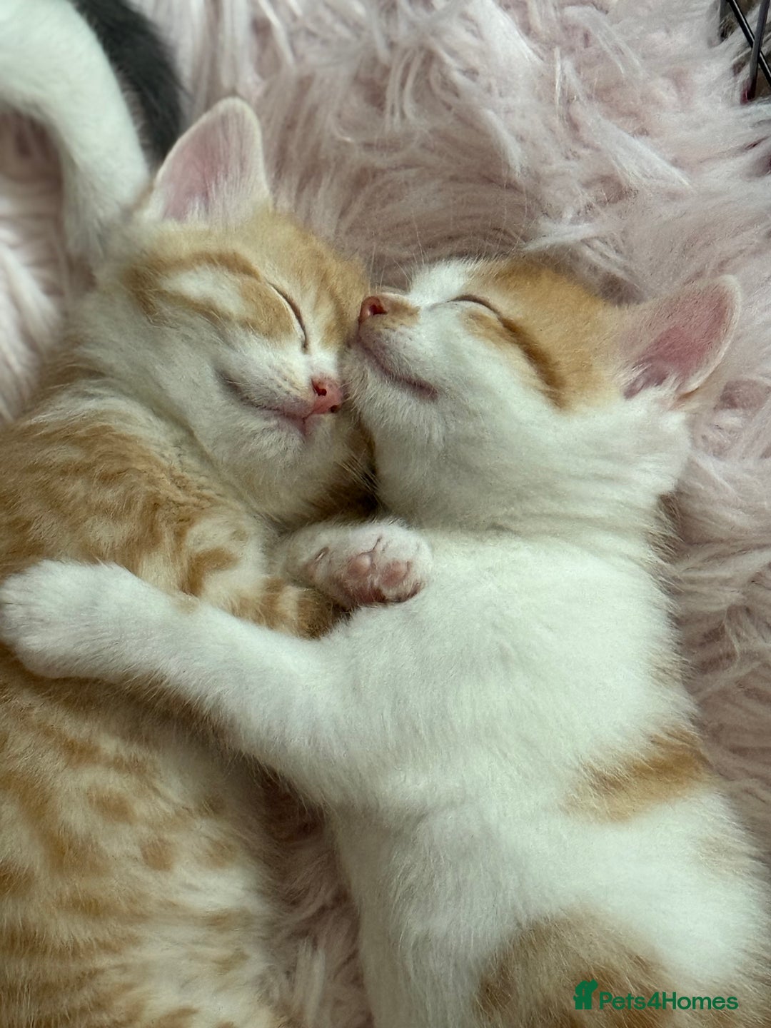 Scottish Fold cats for sale: Scottish fold mix with tabby .  - Image 23