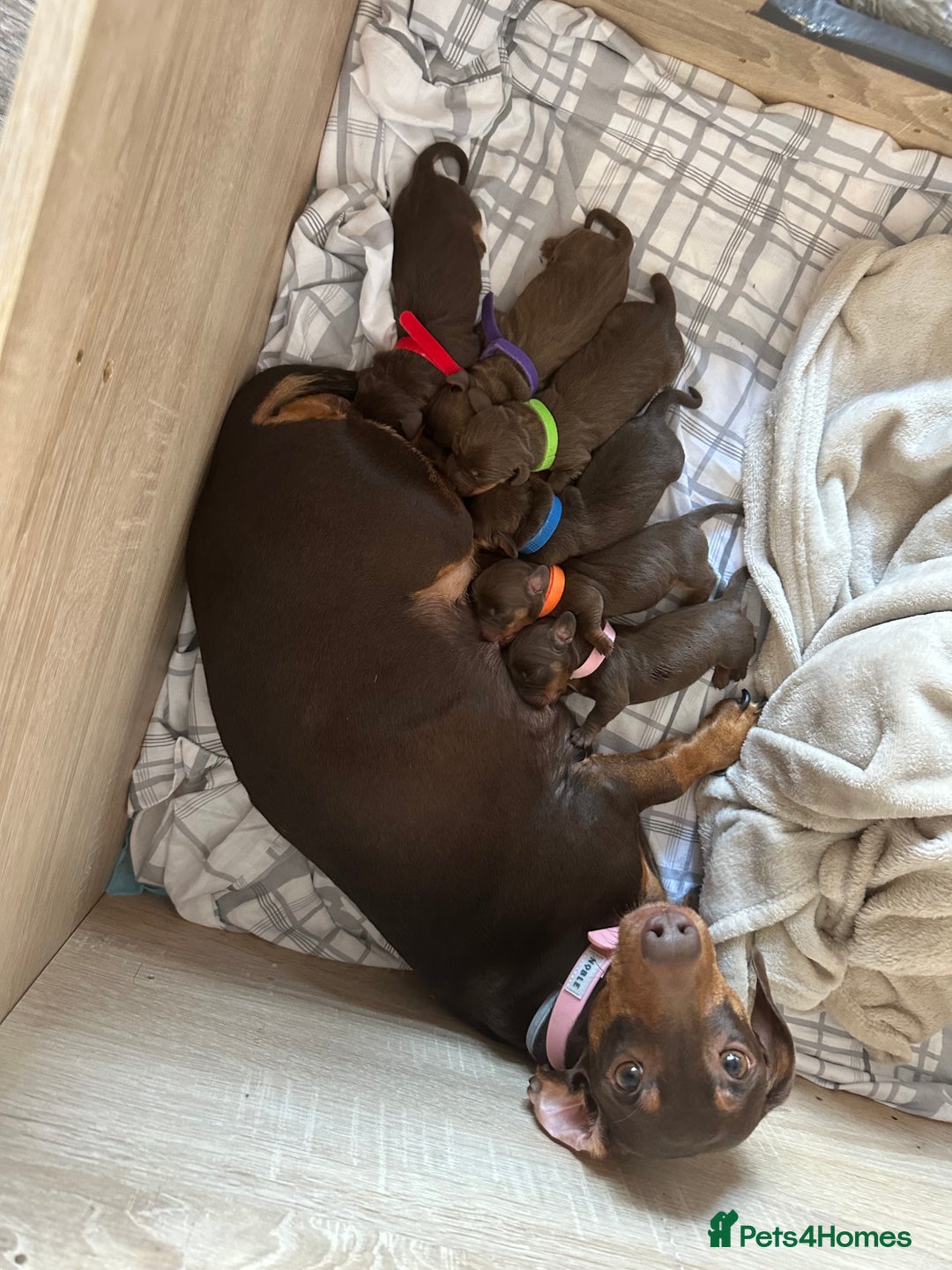 Dachshund dogs for sale: Dachshund puppies for sale - Image 1