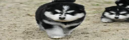 Pomsky dogs for sale: Genuine Pomsky puppies from health tested parents - Advert 22