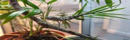 Chameleon reptiles for sale: Panther Chameleon  - Advert 1