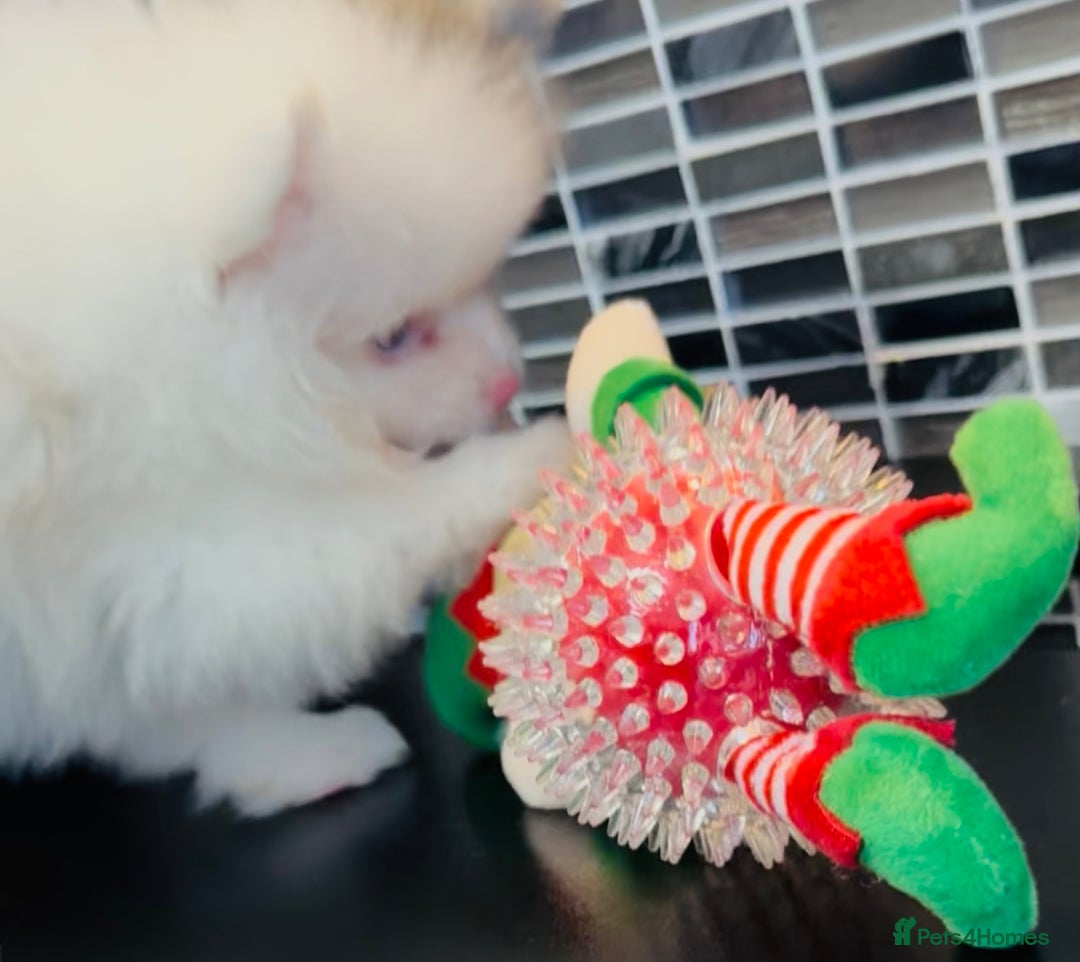 Pomeranian dogs for sale: ✨🐶Small Teddy Bear🧸 SKY🩵BLUE EYE 👀POMS🐶✨ - Advert 12