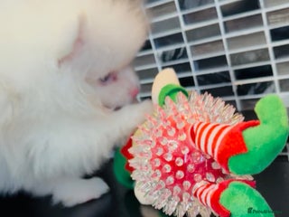 Pomeranian dogs ✨🐶650g Teddy Bear🧸 SMALL SKY🩵BLUE EYE 👀POMS🐶✨ - Advert 6