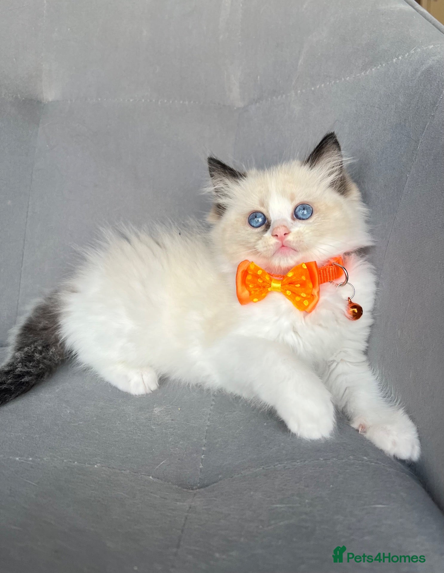 Ragdoll cats Registered Ragdoll Kittens for sale - Advert 1