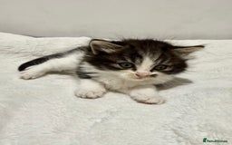 Mixed Breed cats for sale: Kittens for Sale !! - Image 7