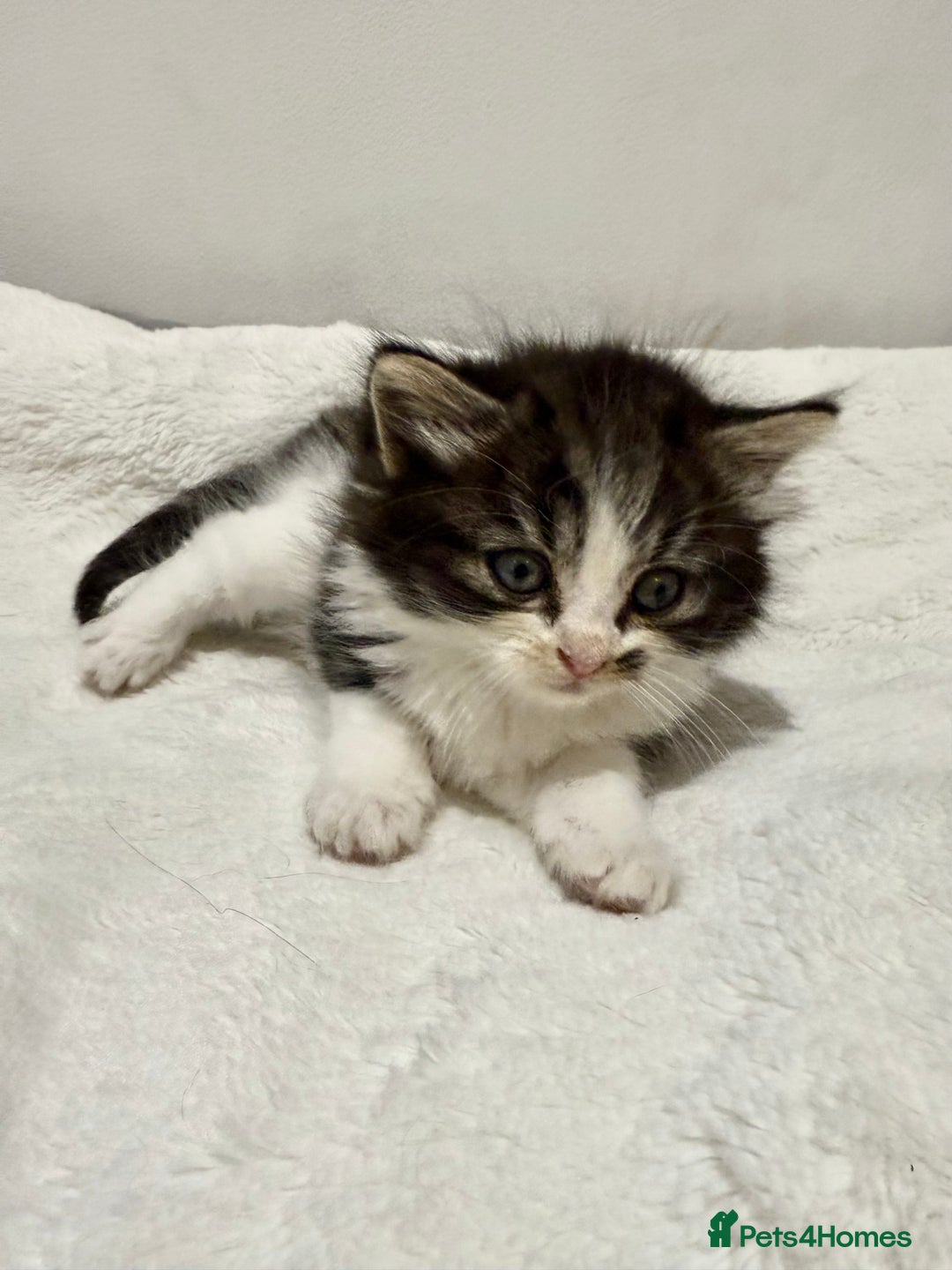 Mixed Breed cats for sale: Kittens for Sale !! - Image 7