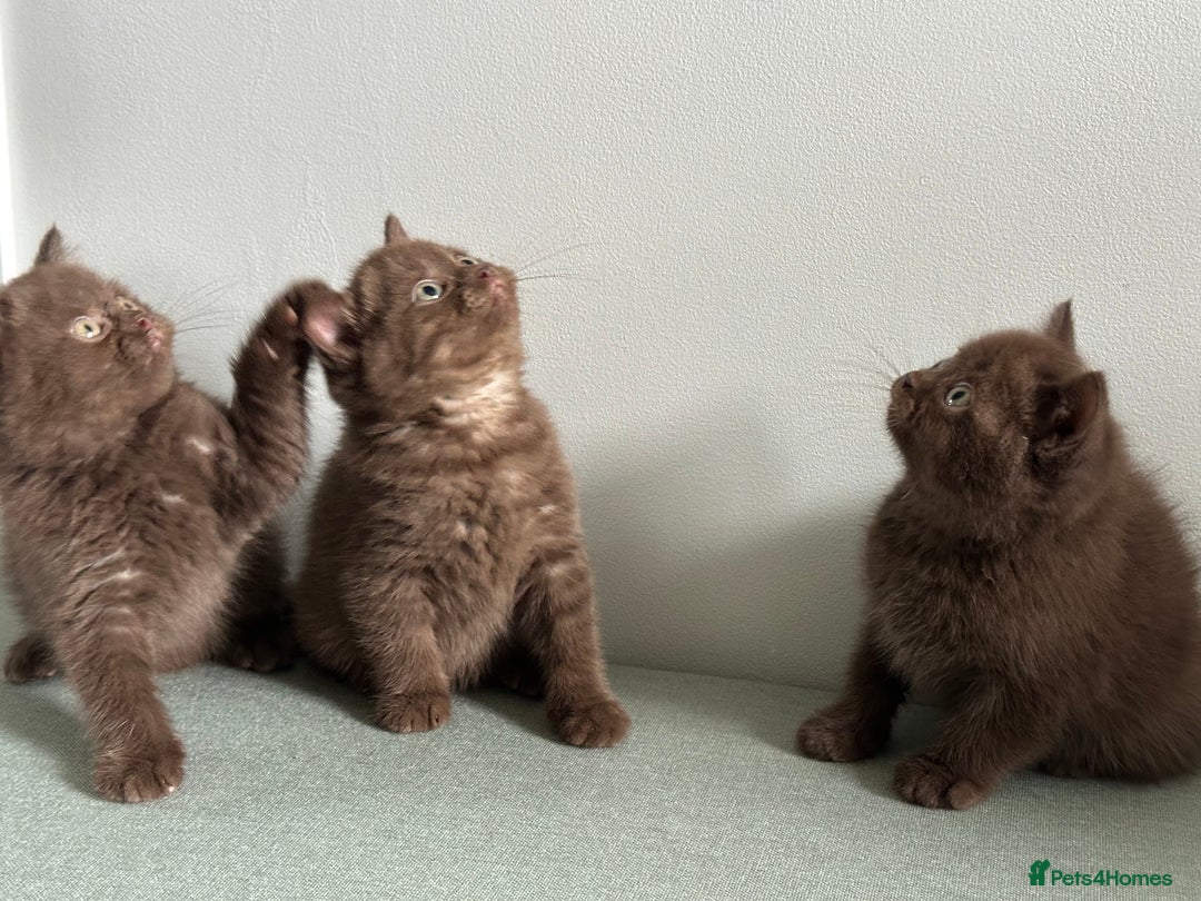 British Shorthair cats for sale: 🌈Beautiful Full Pedigree British Shorthairs 🌈🐱 - Image 25