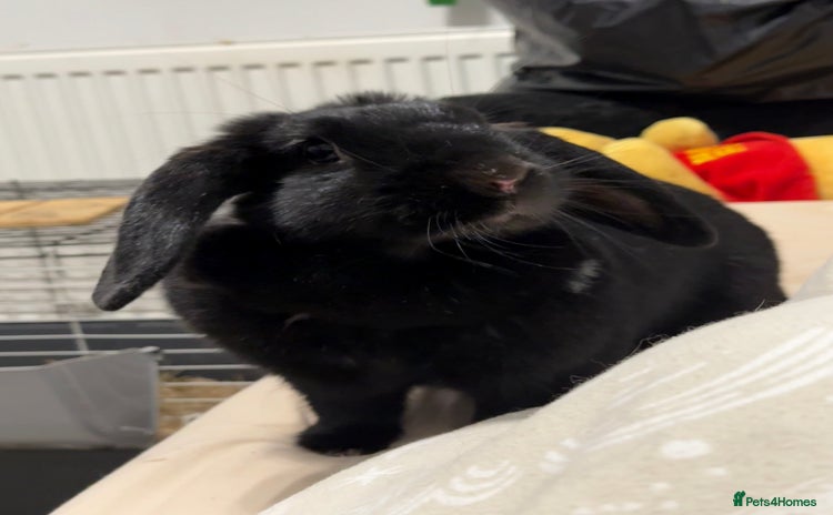 Mini Lop rabbits - Advert 7
