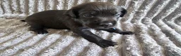 Labrador Retriever dogs for sale: Labrador Puppies - Advert 20
