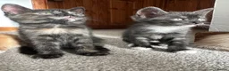 Mixed Breed cats for sale: Beautiful kittens - Advert 4