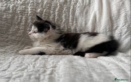 Maine Coon cats for sale: GORGEOUS MAINE COON KITTENS - Image 31