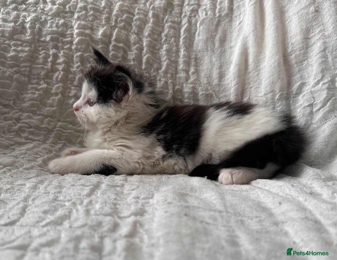 Maine Coon cats for sale: GORGEOUS MAINE COON KITTENS - Image 31