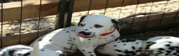 Dalmatian dogs for sale: Litter of pure Dalmatian puppies - Advert 9