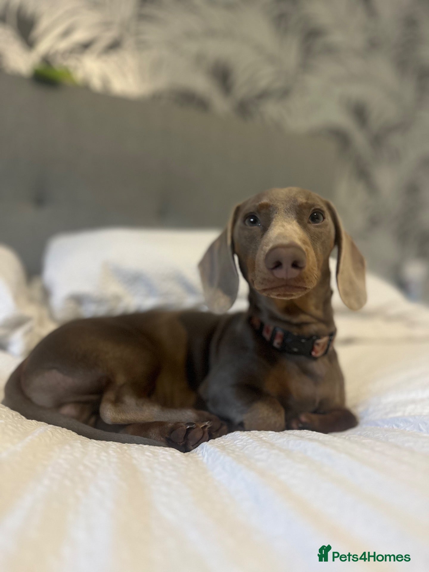 Miniature Dachshund dogs Derek the miniature dachshund  - Advert 7