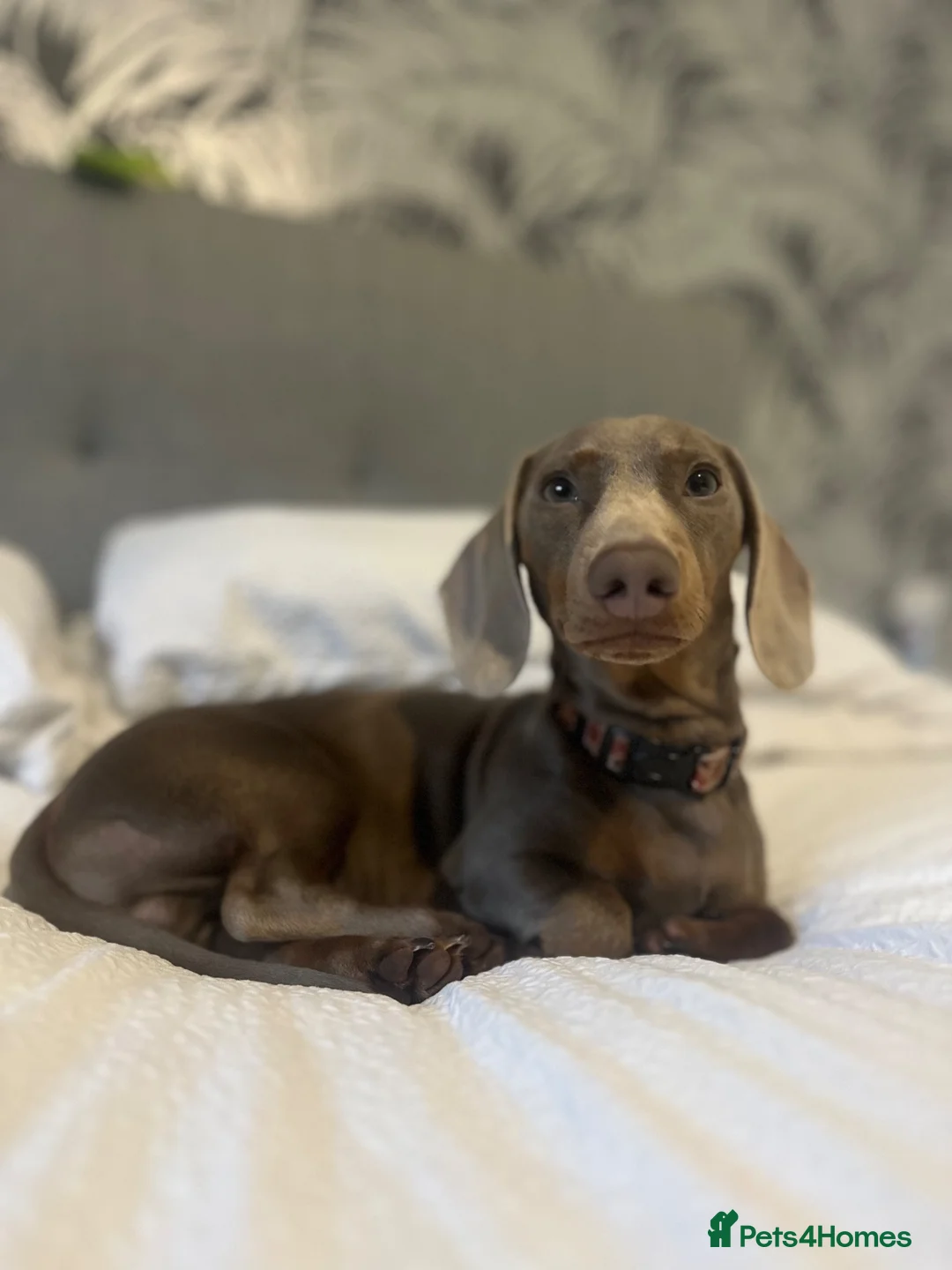 Miniature Dachshund dogs for stud: Derek the miniature dachshund  in Swaffham - Advert 1