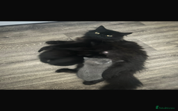 Mixed Breed cats for sale: Kittens for sale  - Image 6