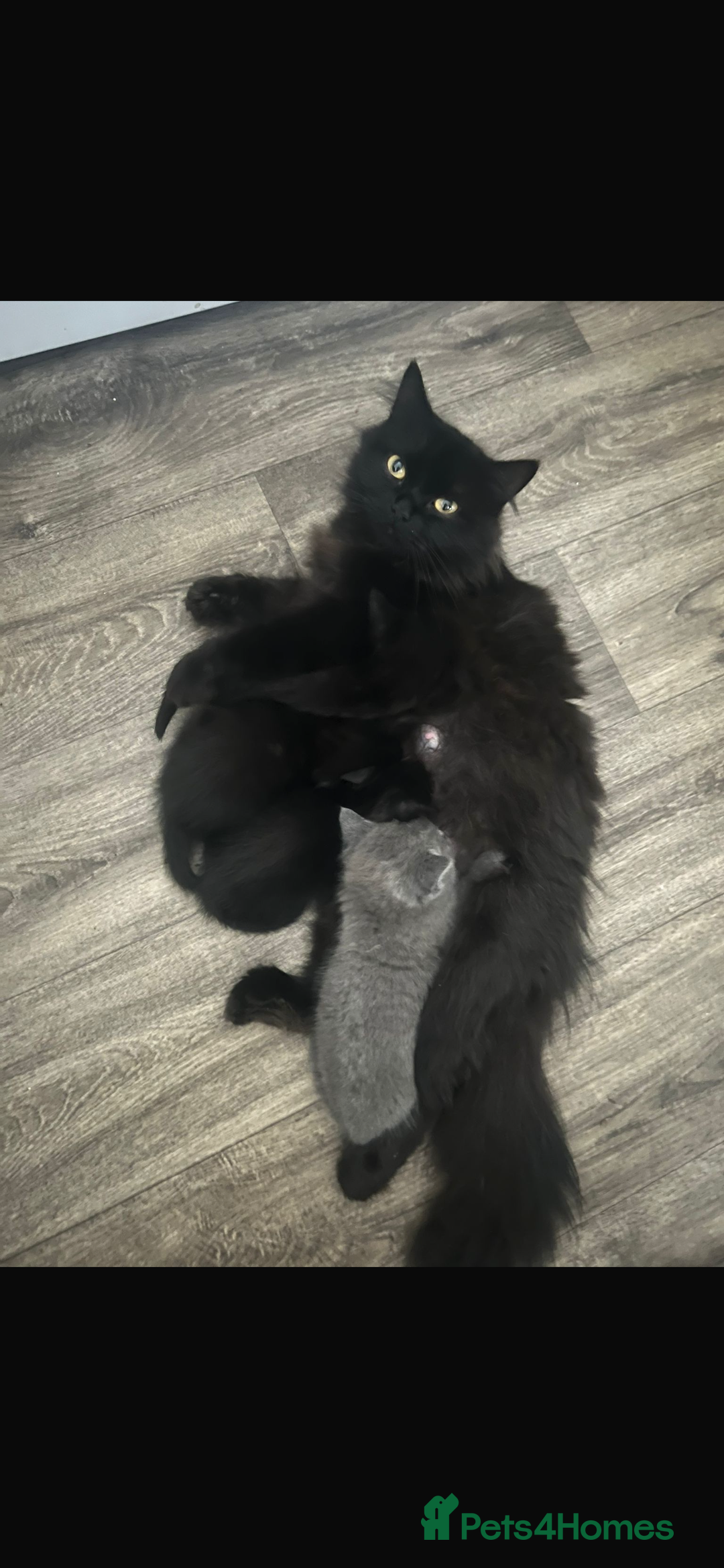 Mixed Breed cats for sale: Kittens for sale  - Image 6