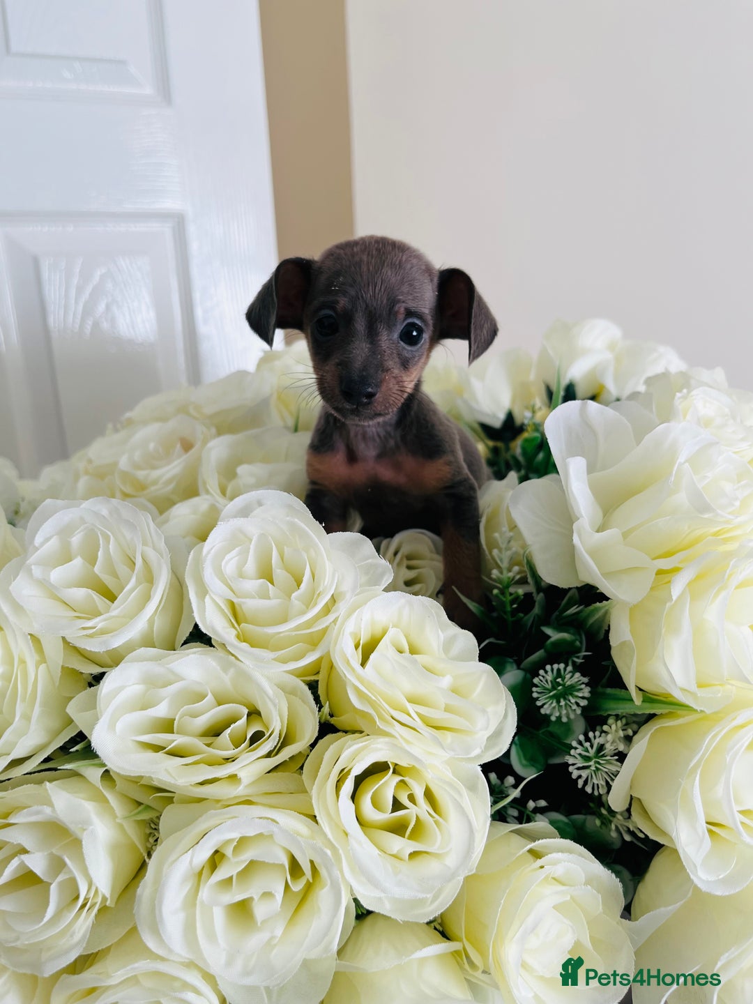 Miniature Dachshund dogs for sale: Micro mini dachshund  - Image 30