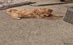 Mixed Breed dogs for sale: Gorgeous puppies for sale - Advert 30