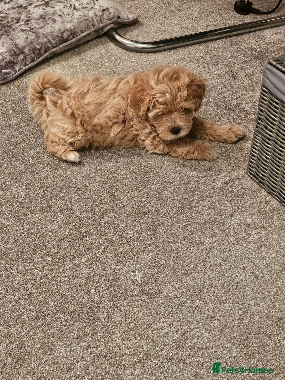 Mixed Breed dogs for sale: Gorgeous puppies for sale - Advert 30